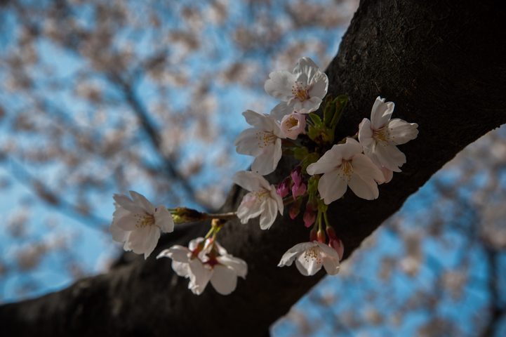 Sakura