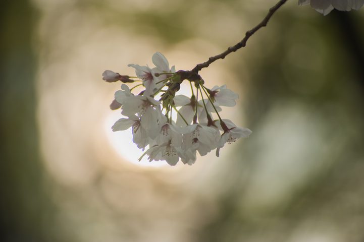 Sakura