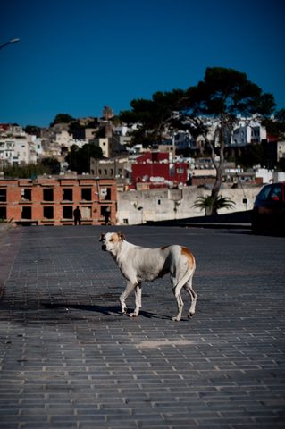 Dog in Street