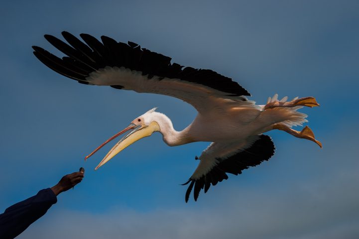 In Flight