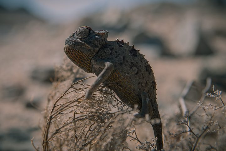 Charlie the Chameleon
