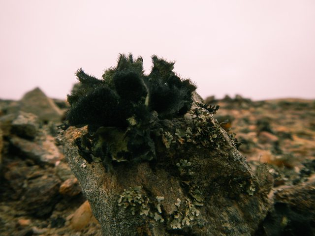 Lichen