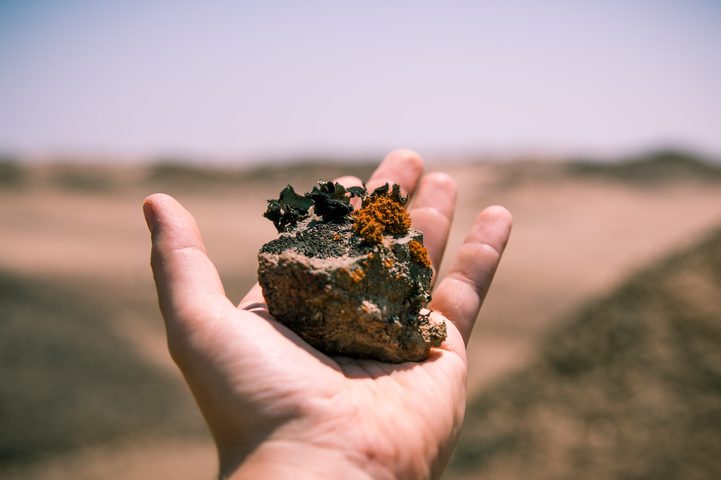 Lichen