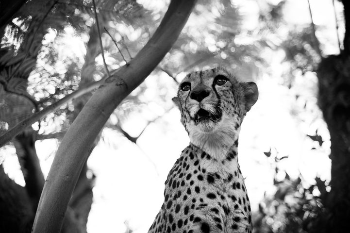 Cheetah