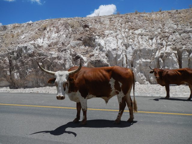 Local fauna