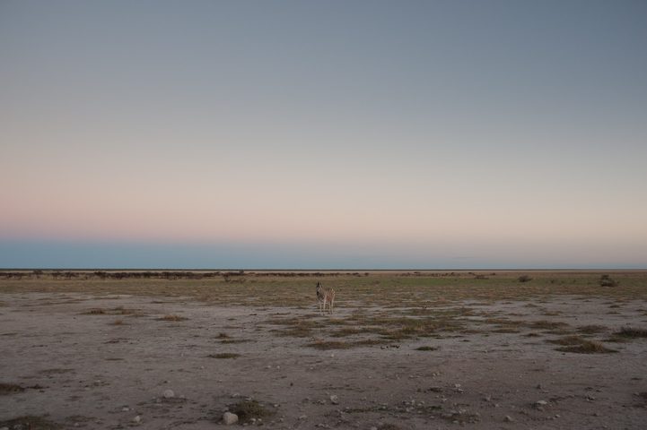 Zebra Crossing
