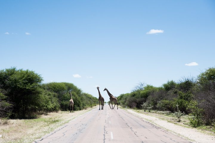 Giraffes